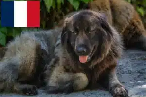 Read more about the article Cão Da Serra Da Estrela criadores e cachorros em França