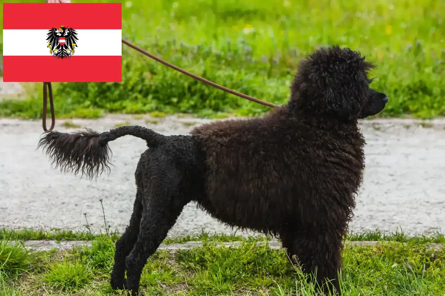 Read more about the article Cão de Agua português criadores e cachorros na Áustria