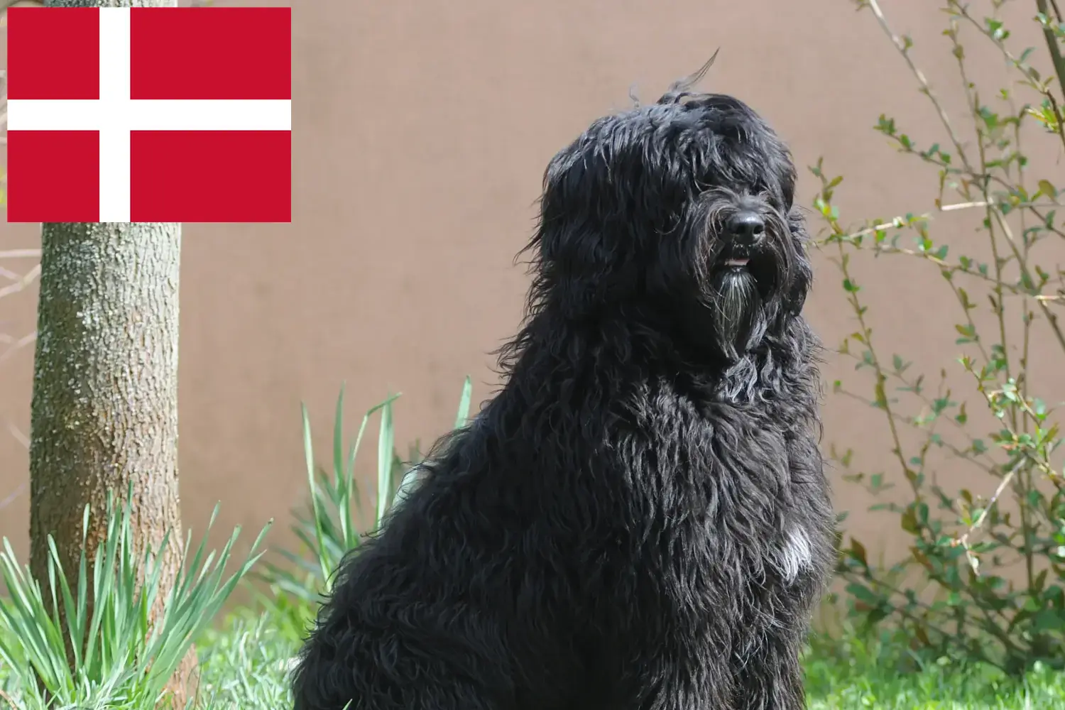 Read more about the article Cão de Agua português criadores e cachorros na Dinamarca