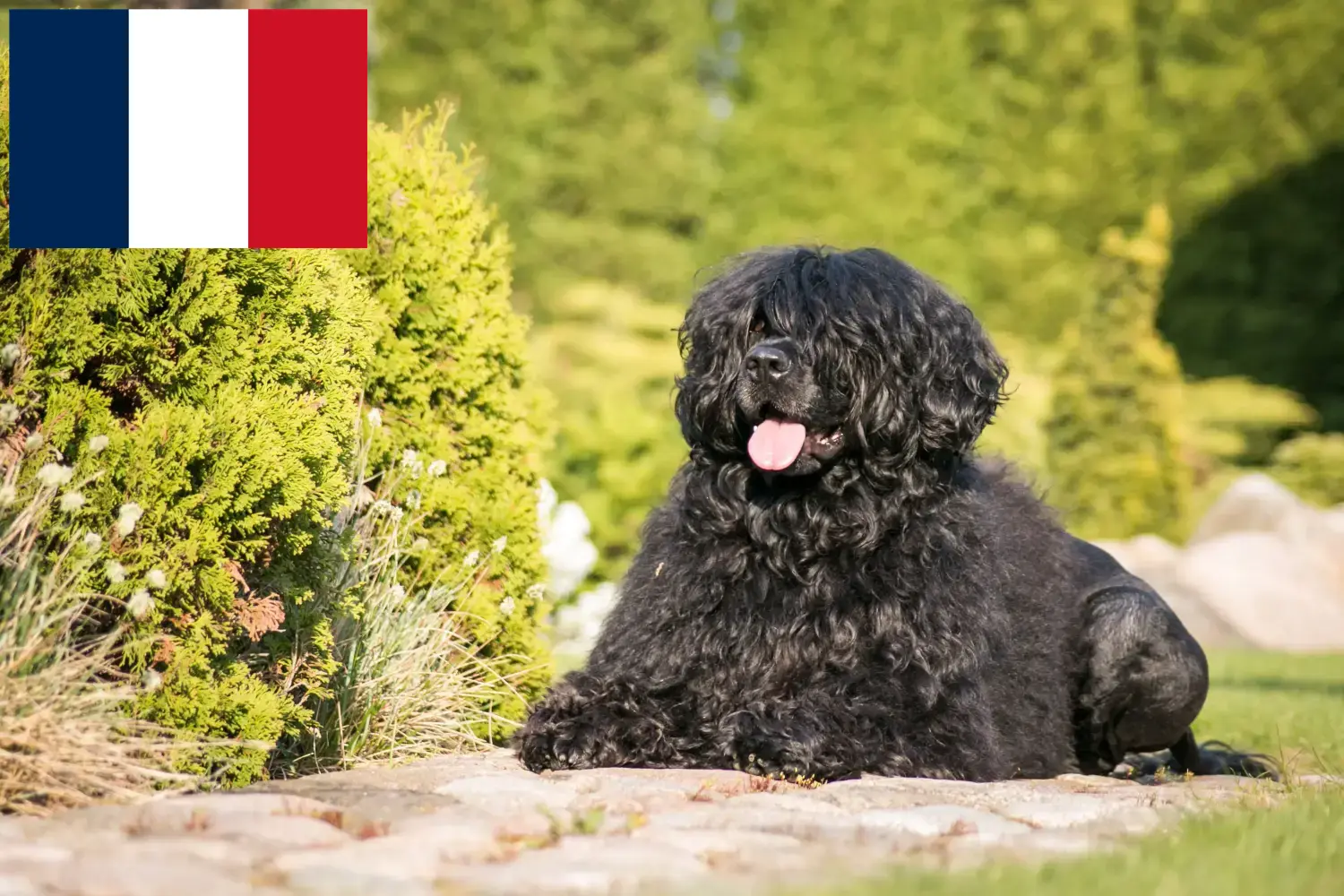 Read more about the article Cão de Agua português criadores e cachorros em França