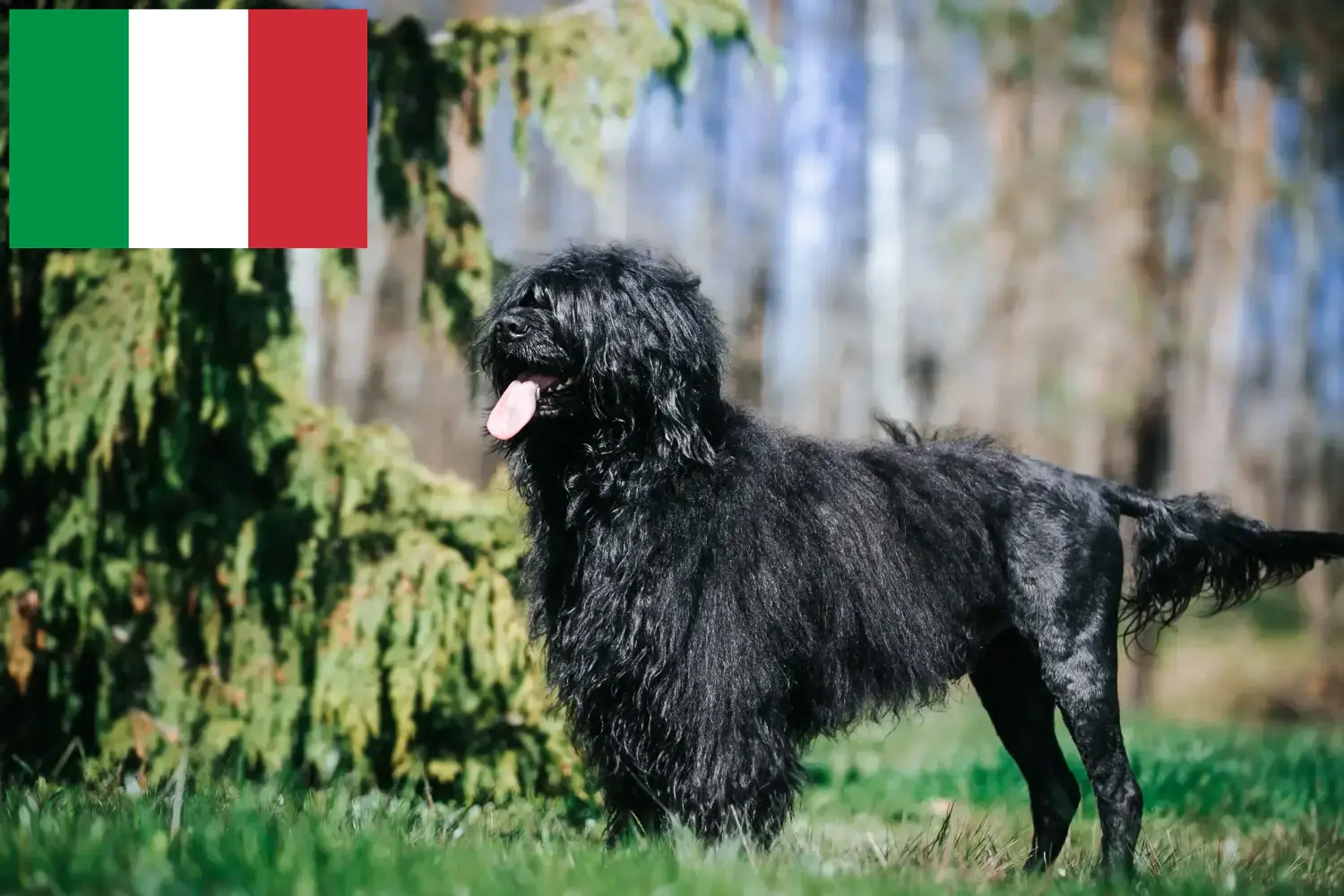 Read more about the article Cão de Agua português criadores e cachorros em Itália