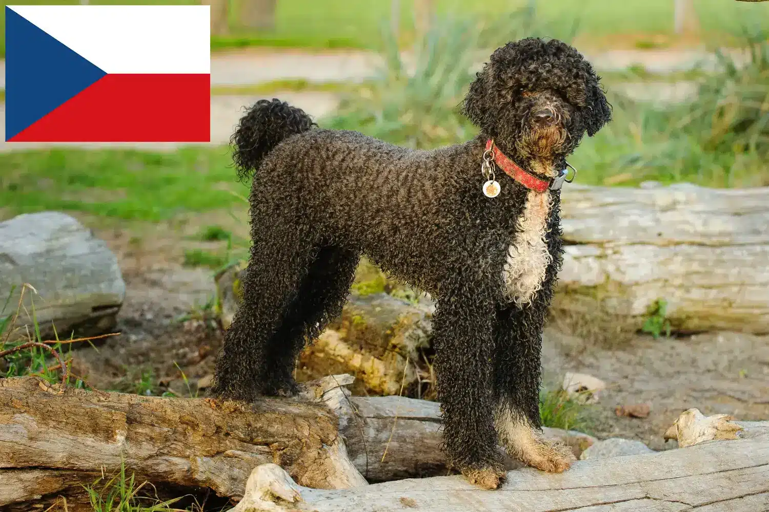 Read more about the article Cão de Agua português criadores e cachorros na República Checa