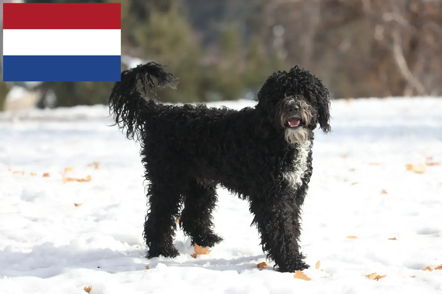 Read more about the article Cão de Agua português criadores e cachorros nos Países Baixos