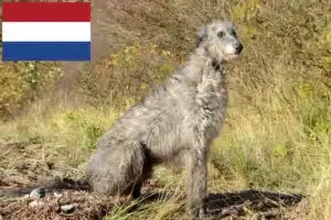 Read more about the article Criadores de Deerhound e cachorros nos Países Baixos