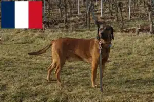 Read more about the article Criadores e cachorros de Bavarian Mountain Hound em França