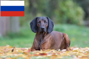 Read more about the article Criadores de Bavarian Mountain Hound e cachorros na Rússia