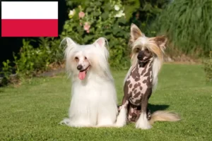 Read more about the article Criadores de cães de crista chinês e cachorros na Polónia