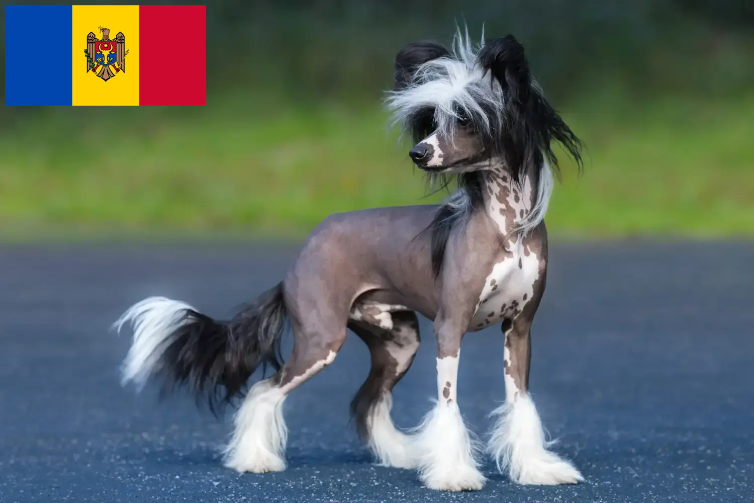 Read more about the article Criadores de cães de crista chinês e cachorros na República da Moldávia