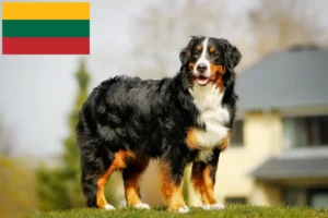 Read more about the article Criador de cães de montanha Bernese e cachorros na Lituânia