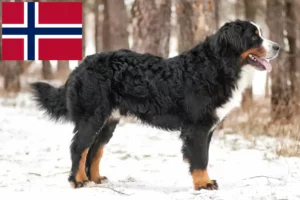 Read more about the article Criador de cães de montanha Bernese e cachorros na Noruega