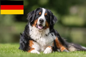 Read more about the article Criador de cães de montanha Bernese e cachorros na Alemanha