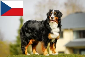 Read more about the article Criador de cães de montanha Bernese e cachorros na República Checa