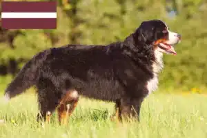 Read more about the article Criador de cães de montanha Bernese e cachorros na Letónia