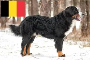 Read more about the article Criador de cães de montanha Bernese e cachorros na Bélgica