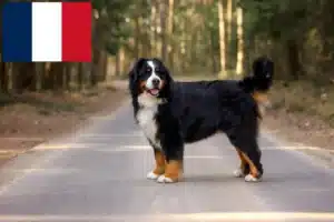 Read more about the article Criador de cães de montanha Bernese e cachorros em França