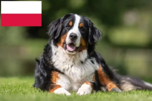 Read more about the article Criador de cães de montanha Bernese e cachorros na Polónia