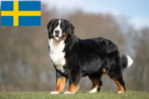 Read more about the article Criador de cães de montanha Bernese e cachorros na Suécia