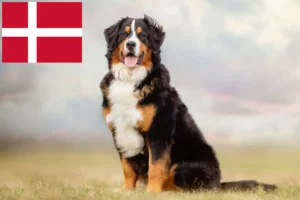 Read more about the article Criador de cães de montanha Bernese e cachorros na Dinamarca