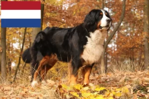 Read more about the article Criadores de cães de montanha Bernese e cachorros nos Países Baixos