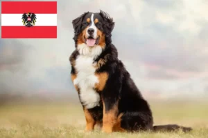 Read more about the article Criador de cães de montanha Bernese e cachorros na Áustria