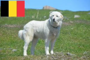 Read more about the article Criadores de cães de montanha dos Pirinéus e cachorros na Bélgica