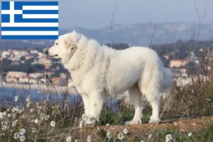 Read more about the article Cão de montanha dos Pirinéus Criadores e cachorros na Grécia