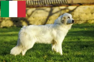 Read more about the article Criadores e cachorros de Cão de Montanha dos Pirinéus em Itália