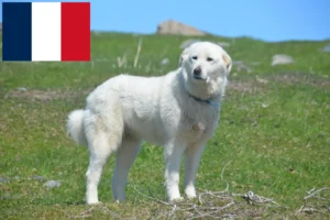 Read more about the article Criadores de Cão de Montanha dos Pirinéus e cachorros na Reunião