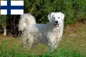 Read more about the article Criadores de cães de montanha dos Pirinéus e cachorros na Finlândia