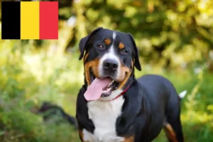 Read more about the article Criador de cães de montanha suíços e cachorros na Bélgica