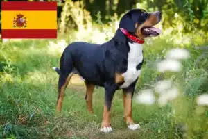 Read more about the article Cão de montanha suíço grande criador e cachorros em Espanha