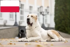 Read more about the article Criador de cães de pastor da Ásia Central e cachorros na Polónia