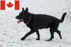 Read more about the article Criador de cães de pastor da Europa de Leste e cachorros no Canadá