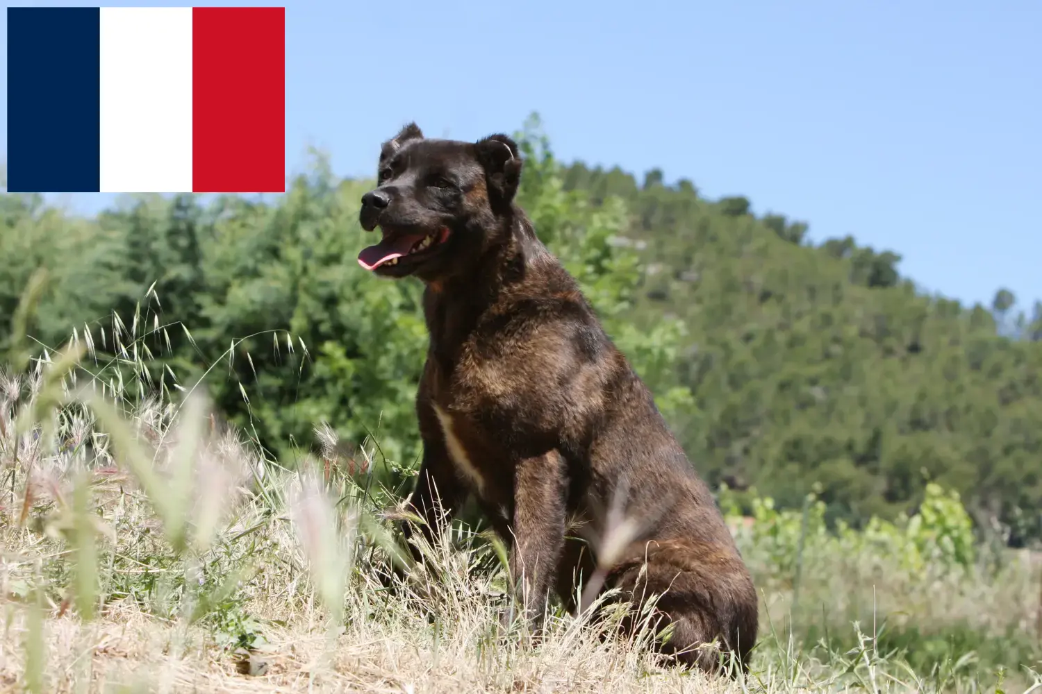 Read more about the article Cão Fila de São Miguel criadores e cachorros em França