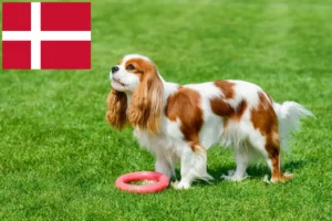 Read more about the article Criadores de Cavalier King Charles Spaniel e cachorros na Dinamarca