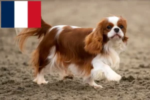 Read more about the article Criadores de Cavalier King Charles Spaniel e cachorros na Reunião