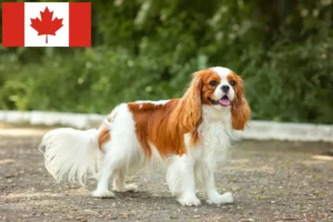 Read more about the article Criadores e cachorros de Cavalier King Charles Spaniel no Canadá