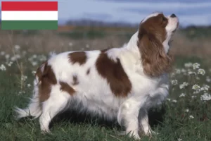 Read more about the article Criadores de Cavalier King Charles Spaniel e cachorros na Hungria