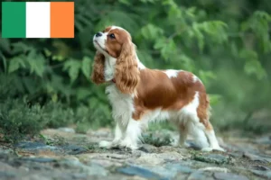 Read more about the article Criadores de Cavalier King Charles Spaniel e cachorros na Irlanda