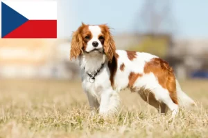 Read more about the article Criadores de Cavalier King Charles Spaniel e cachorros na República Checa