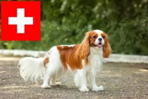 Read more about the article Criadores de Cavalier King Charles Spaniel e cachorros na Suíça