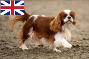 Read more about the article Criadores de Cavalier King Charles Spaniel e cachorros no Reino Unido