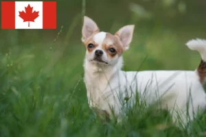 Read more about the article Criadores de Chihuahua e cachorros no Canadá