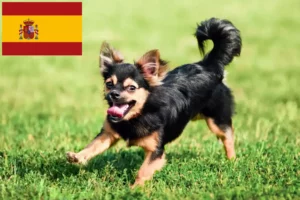 Read more about the article Criadores de Chihuahua e cachorros em Espanha