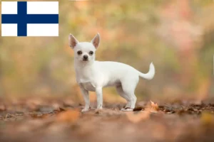 Read more about the article Criadores de Chihuahua e cachorros na Finlândia