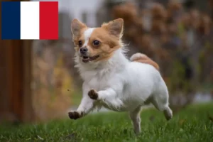 Read more about the article Criadores de Chihuahua e cachorros em França