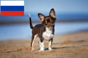 Read more about the article Criadores de Chihuahua e cachorros na Rússia