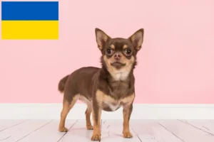 Read more about the article Criadores de Chihuahua e cachorros na Ucrânia