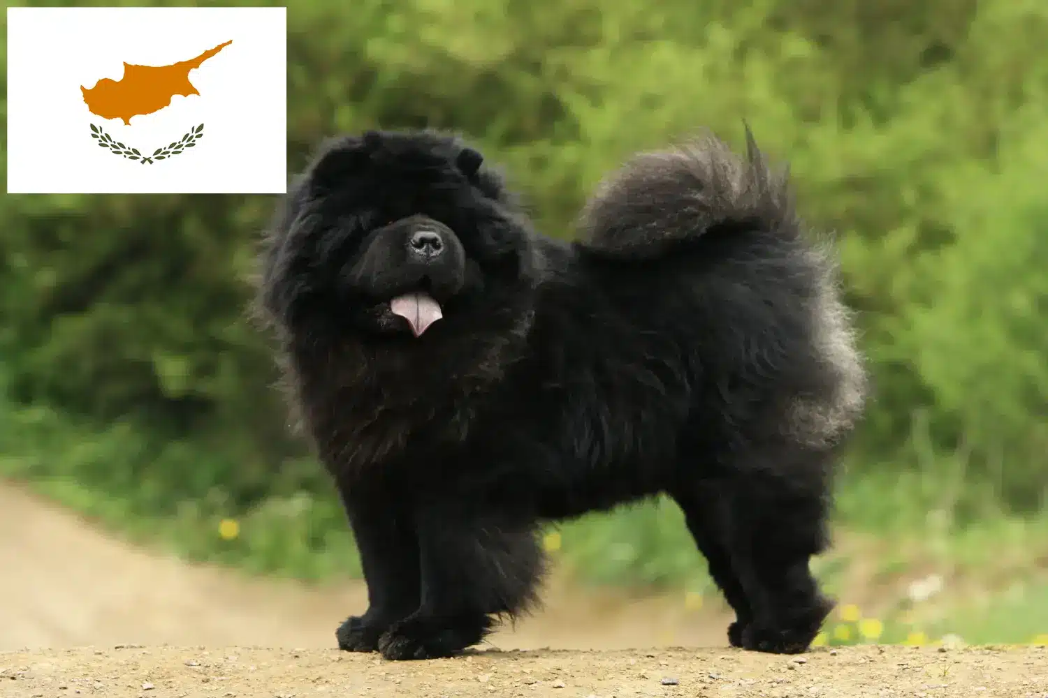 Read more about the article Chow Chow criadores e cachorros em Chipre