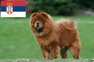 Read more about the article Chow Chow criadores e cachorros na Sérvia